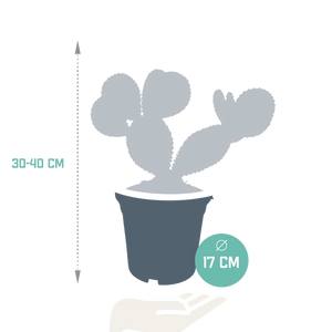 Livraison plante Opuntia Microdasys