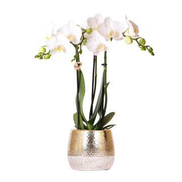 Orquídea Amabilis Blanca y su maceta