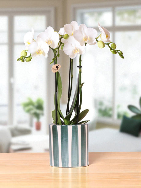 Livraison plante Orchidée Amabilis Blanche et son pot