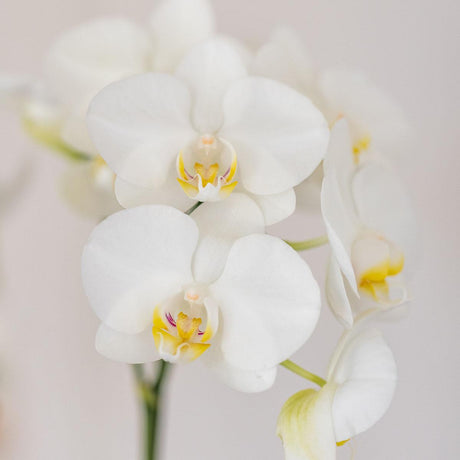 Livraison plante Orchidée Amabilis blanche + pot bleu Candy