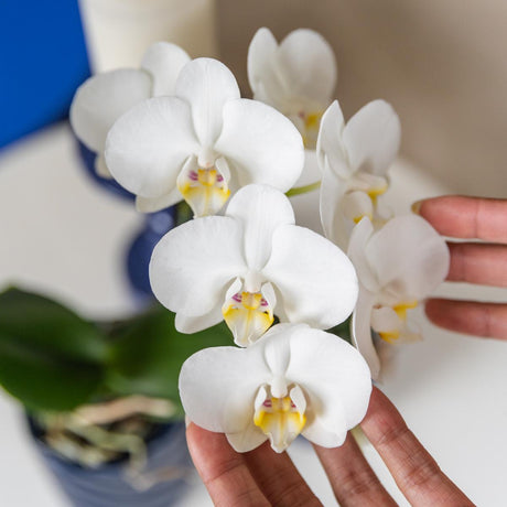 Livraison plante Orchidée Amabilis blanche + pot bleu Candy