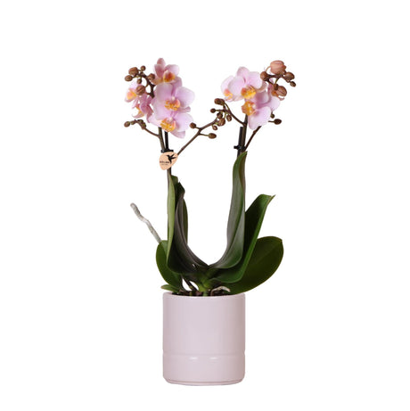 Livraison plante Orchidée Andorra Phalaenopsis en Pot Pastel Vert