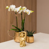 Livraison plante Orchidée blanche et son cache - pot - h35cm, Ø9cm