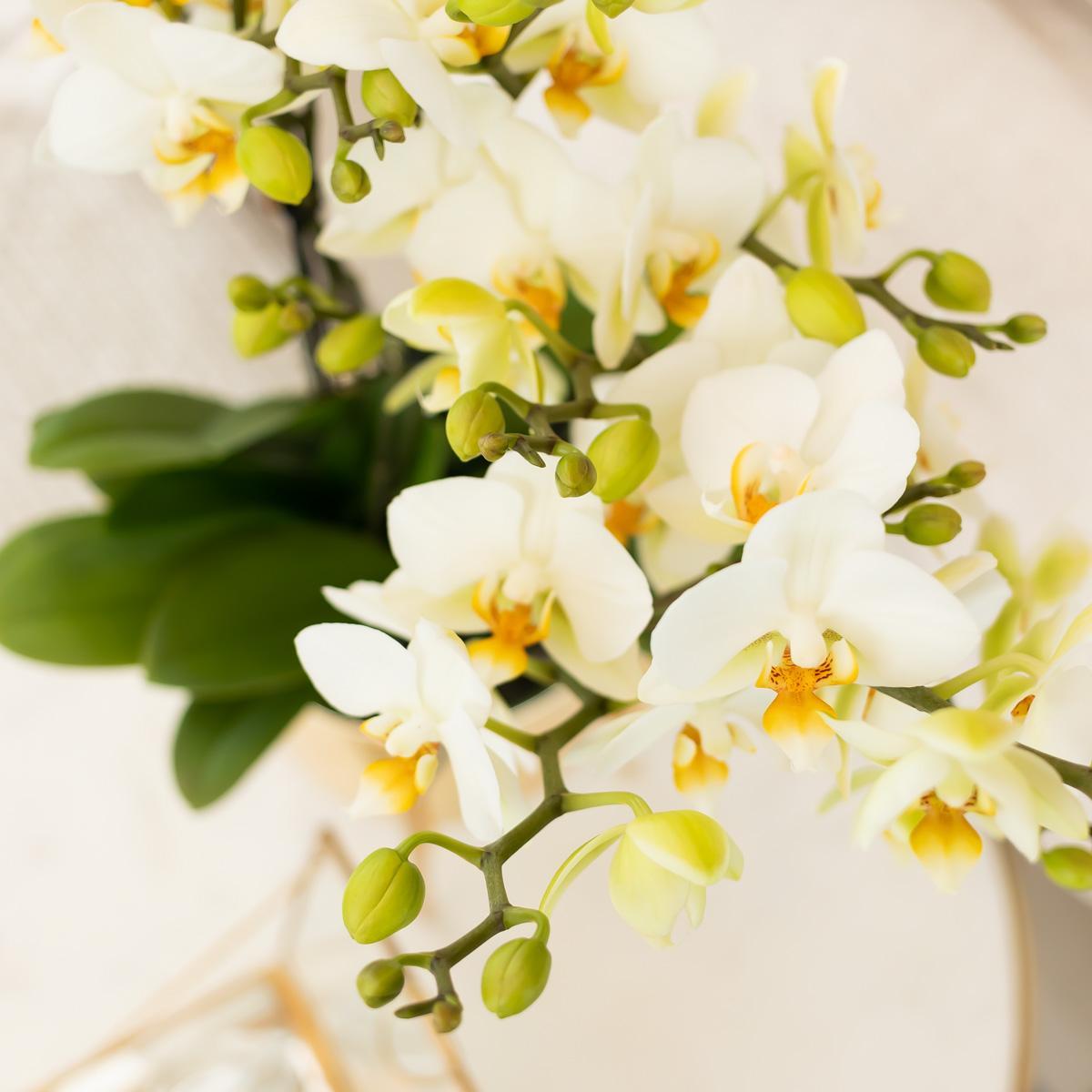 Livraison plante Orchidée blanche - Ø9cm - plante d'intérieur