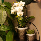 Livraison plante Orchidée blanche - Ø9cm - plante d'intérieur