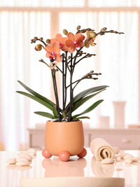 Orquídea coralina y su maceta.