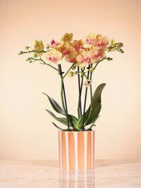Orquídea jamaica y su maceta