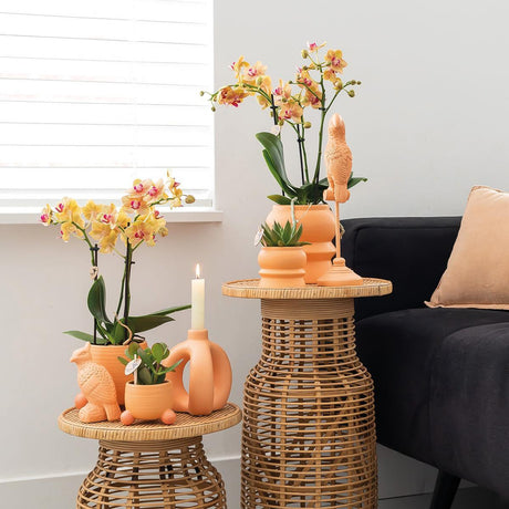 Livraison plante Orchidée Jamaïque orange avec pot décoratif pêche