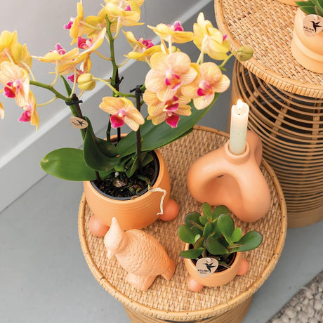 Livraison plante Orchidée Jamaïque orange avec pot décoratif pêche