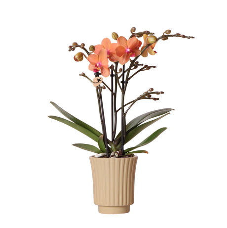 Livraison plante Orchidée orange et son cache - pot kaki - plante d'intérieur fleurie