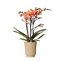 Livraison plante Orchidée orange et son cache - pot kaki - plante d'intérieur fleurie