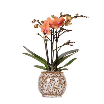 Orquídea coralina y su maceta.