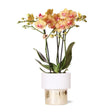 Livraison plante Orchidée Phalaenopsis blanche avec pot Lush