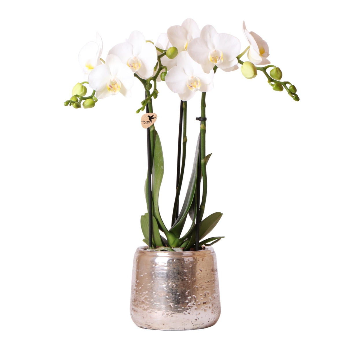 Livraison plante Orchidée Phalaenopsis blanche en pot argenté Amabilis