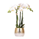 Livraison plante Orchidée Phalaenopsis blanche en pot doré Elite