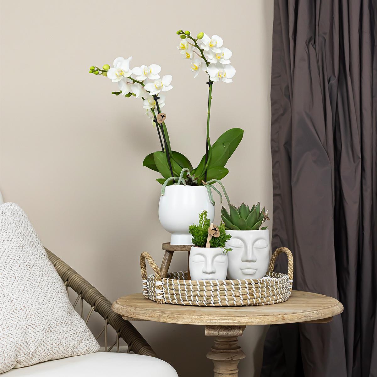 Livraison plante Orchidée Phalaenopsis blanche Ghent en pot Face - 2 - Face blanc