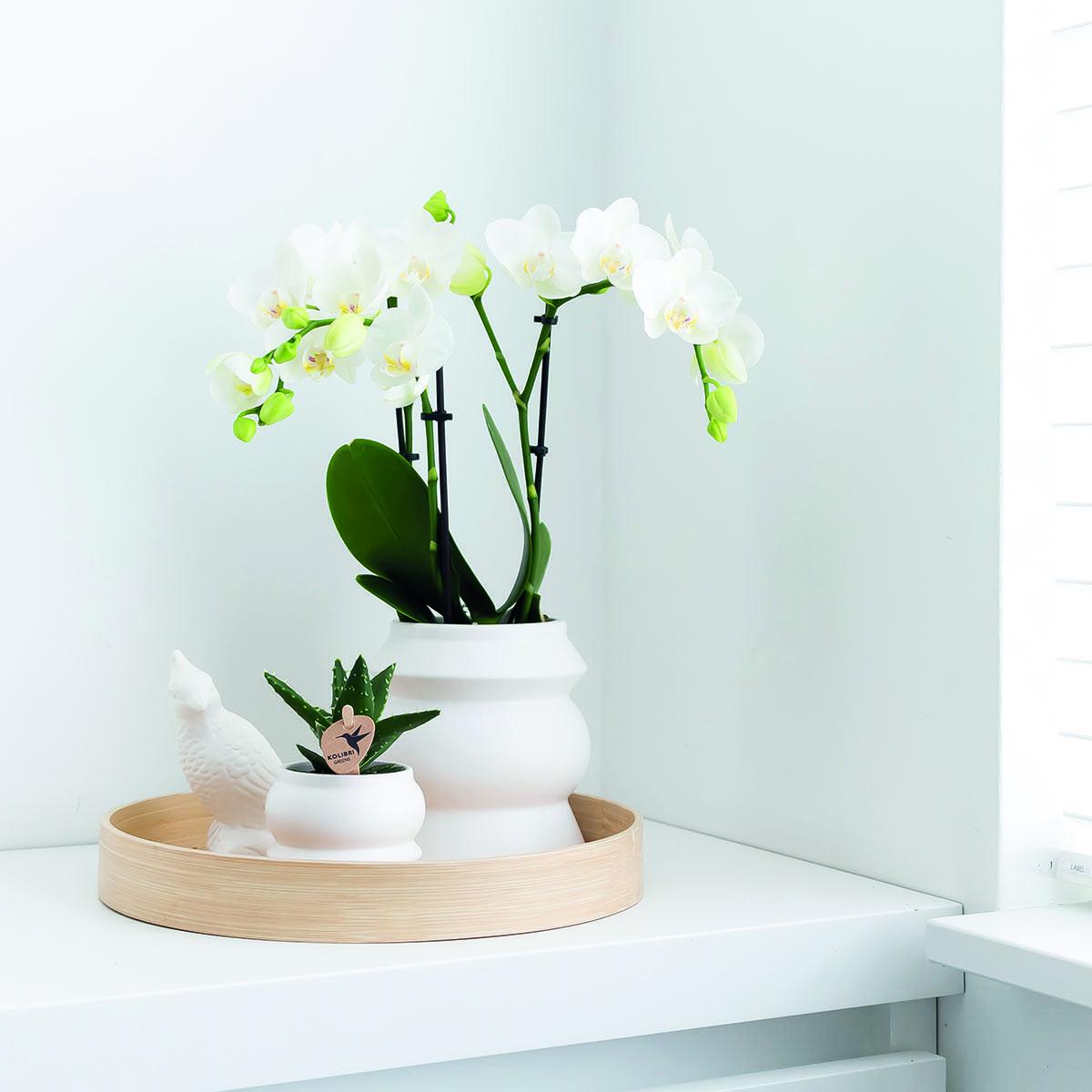 Livraison plante Orchidée Phalaenopsis blanche - Lot de 2