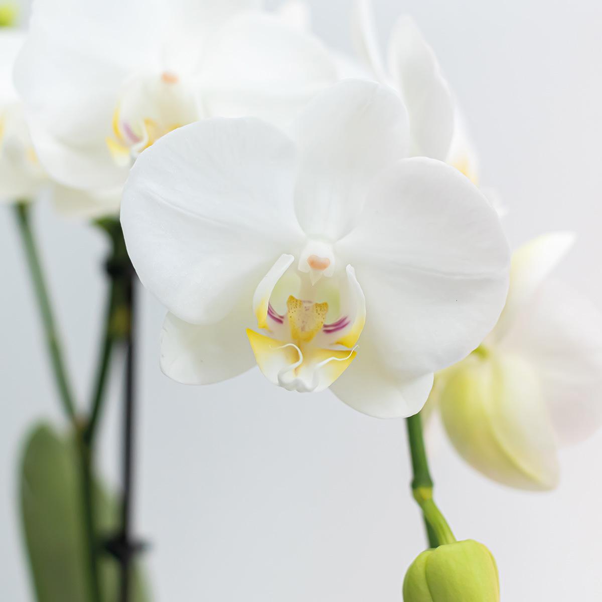 Livraison plante Orchidée Phalaenopsis blanche - Lot de 2