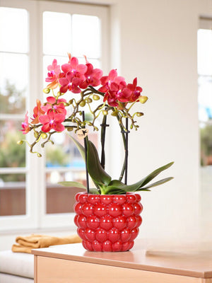 Livraison plante Orchidée Phalaenopsis Congo rouge et son pot