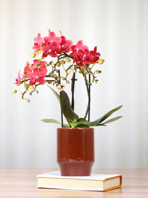 Livraison plante Orchidée Phalaenopsis Congo rouge et son pot