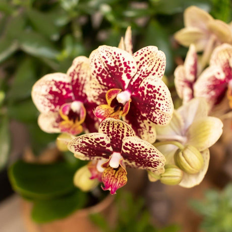 Livraison plante Orchidée Phalaenopsis Espagne avec cache - pot cognac émaillé