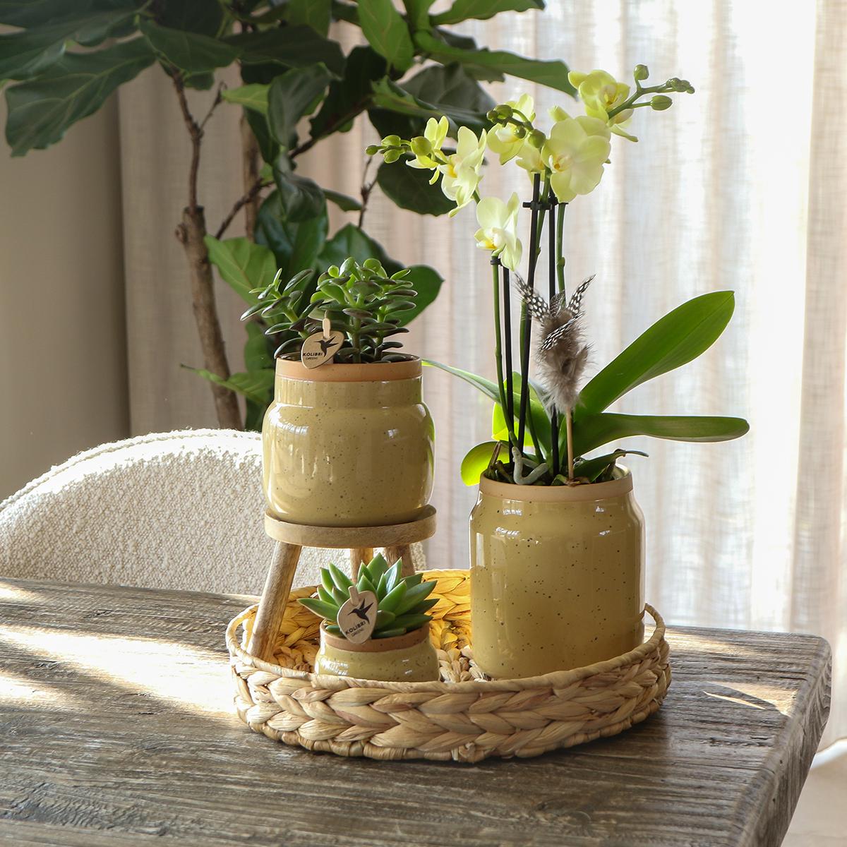 Livraison plante Orchidée Phalaenopsis Jaune et Plante Verte en Pot Vintage