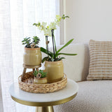 Livraison plante Orchidée Phalaenopsis Jaune et Plante Verte en Pot Vintage