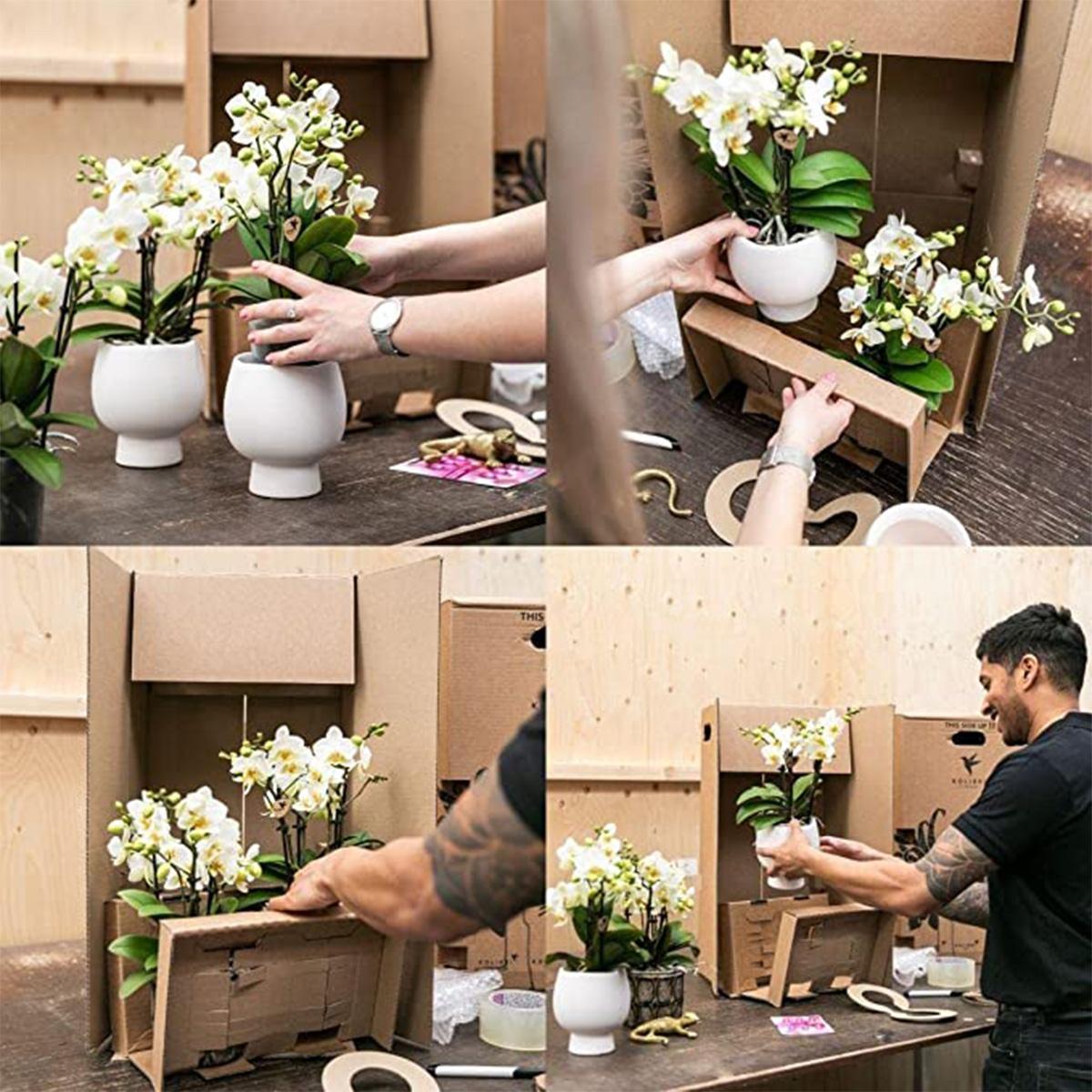 Livraison plante Orchidée Phalaenopsis Jaune et Plante Verte en Pot Vintage