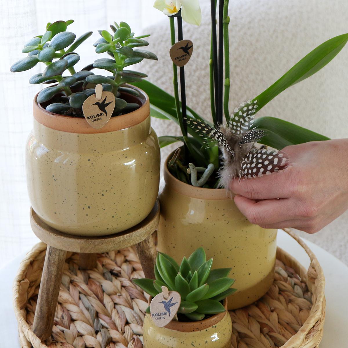 Livraison plante Orchidée Phalaenopsis Jaune et Plante Verte en Pot Vintage