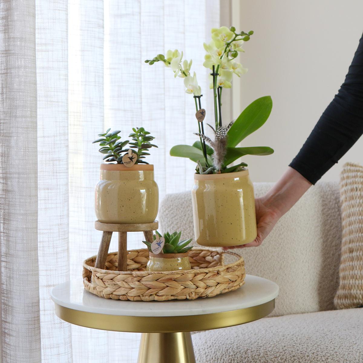 Livraison plante Orchidée Phalaenopsis Jaune et Plante Verte en Pot Vintage