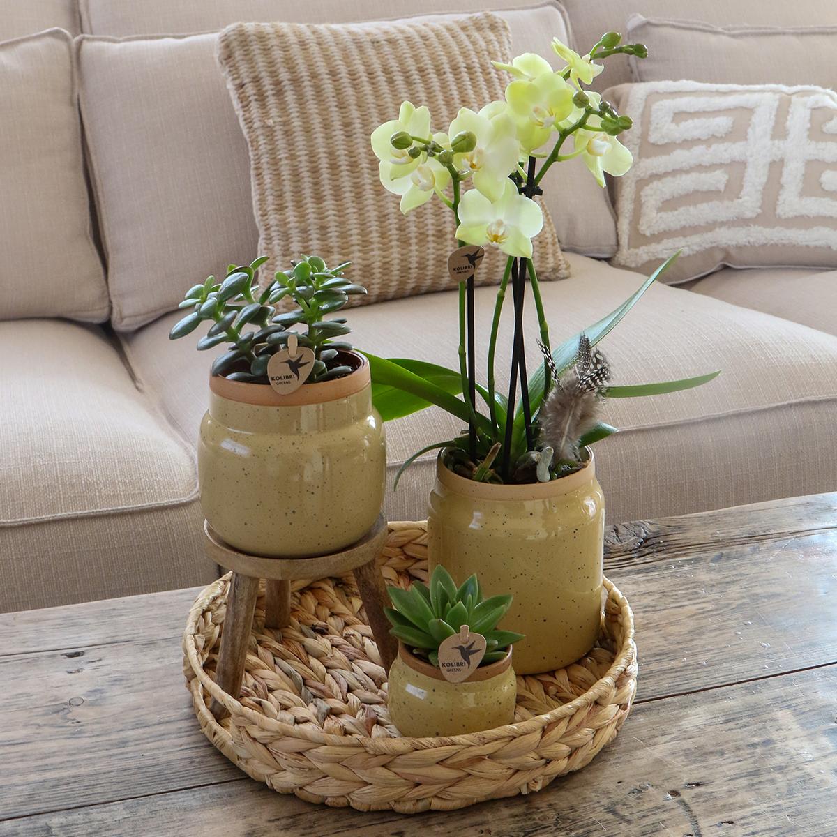 Livraison plante Orchidée Phalaenopsis Jaune et Plante Verte en Pot Vintage