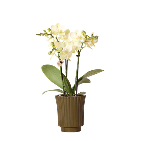 Livraison plante Orchidée Phalaenopsis jaune - h35cm, Ø9cm - plante d'intérieur fleurie