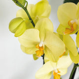 Livraison plante Orchidée Phalaenopsis jaune - Ø12cm - plante d'intérieur fleurie