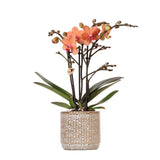 Livraison plante Orchidée Phalaenopsis Orange - Bolzano + Pot Jaguar