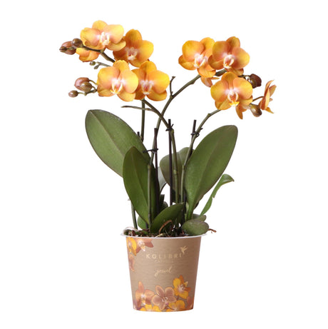 Livraison plante Orchidée Phalaenopsis Orange - Jewel Las Vegas - Plante Florissante