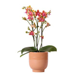 Livraison plante Orchidée Phalaenopsis orange parfumée en pot glacé cognac