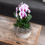 Livraison plante Orchidée rose Niagara Fall - Phalaenopsis en pot - Plante d'intérieur