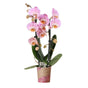 Livraison plante Orchidée rose - Ø9cm - plante d'intérieur