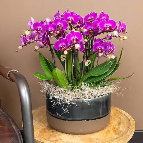 Livraison plante Orchidée violette et son cache - pot - h35cm, Ø9cm