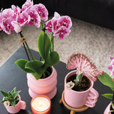 Livraison plante Orchidées Phalaenopsis rose violet - Lot de 2