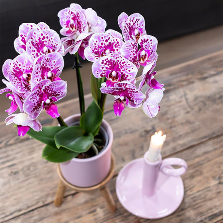 Livraison plante Orchidées Phalaenopsis rose violet - Lot de 2