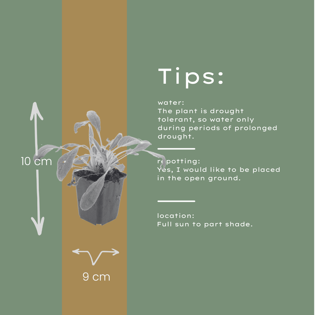 Livraison plante Oreille d'ours byzantine