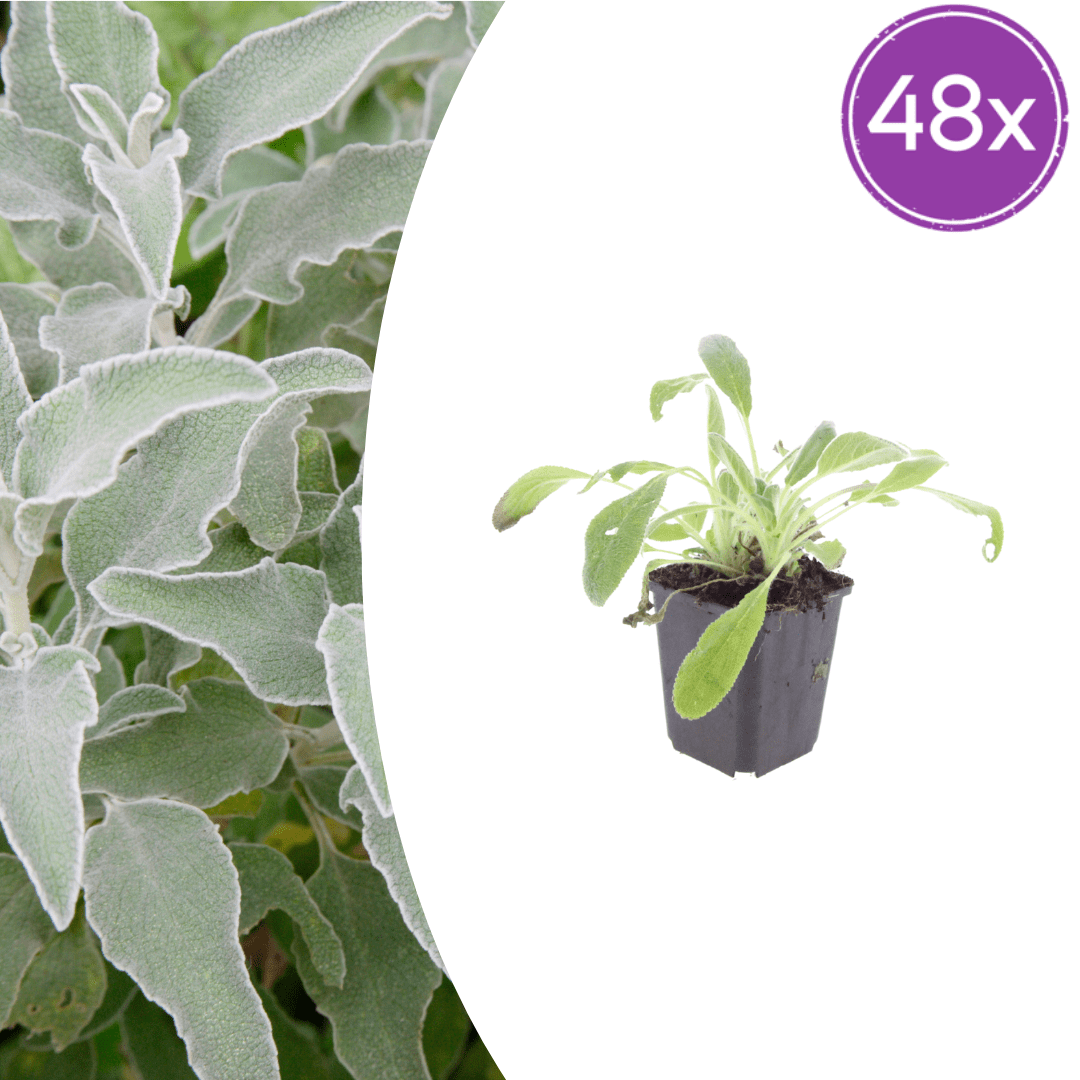 Livraison plante Oreille d'ours byzantine