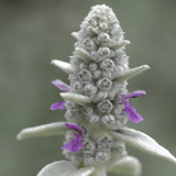 Livraison plante Oreille d'ours byzantine