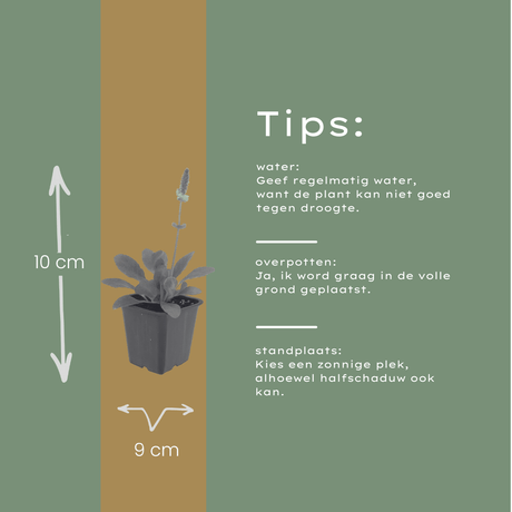 Livraison plante Oreille d'ours hummelo