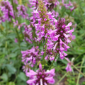 Oreja de Oso (Stachys Monieri) 'Hummelo'