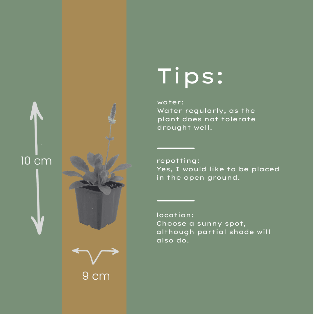 Livraison plante Oreille d'ours hummelo