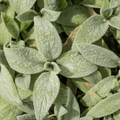 Oreja de Oso (Stachys Byzantina) 'Silver Carpet'