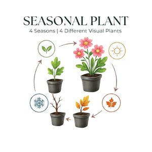 Livraison plante Origan violet