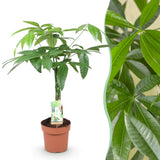 Livraison plante Pachira Aquatica